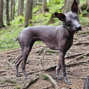 Erste große Wanderung...alle kaputt, nur Nikita nicht