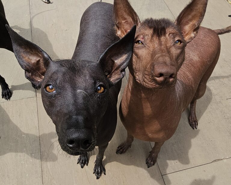 Nikita & Sansa