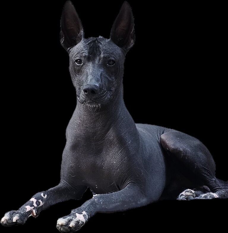 Camillo